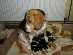 Beagle tricolor