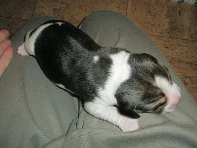 Beagle  tricolor