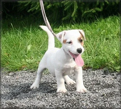 Jack russell terier