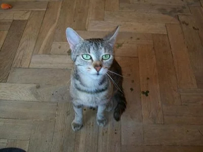 NÁDHERNÁ KOČIČKA