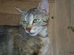 NÁDHERNÁ KOČIČKA