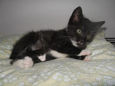 VELMI MAZLIVÁ KOČIČKA