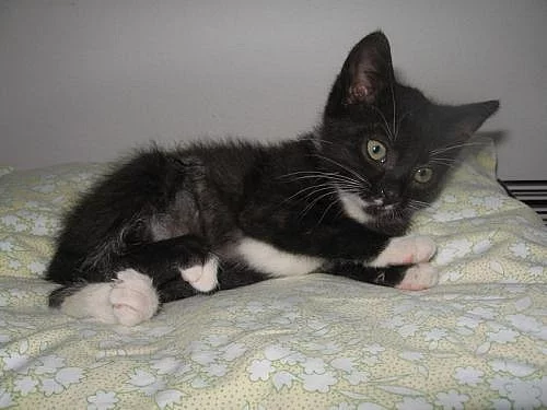 VELMI MAZLIVÁ KOČIČKA