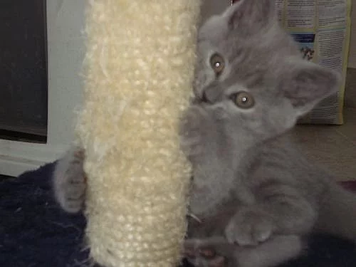 PRODAM NADHERNE BRITSKE KOCOURKY