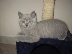 PRODAM NADHERNE BRITSKE KOCOURKY