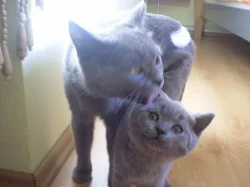 PRODAM NADHERNE BRITSKE KOCOURKY