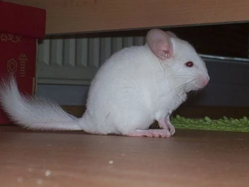 činčila pink white