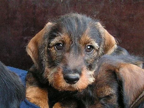 Jezevčík drsnosrstý standard s PP