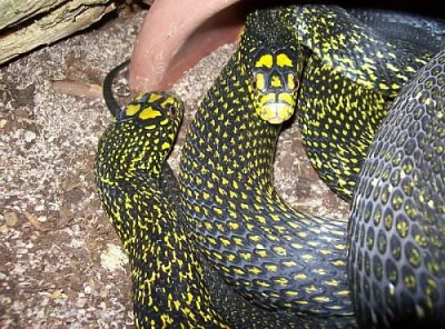 Elaphe carinata