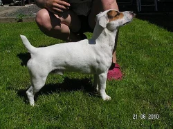 Jack Russel Terier bez PP ke krytí