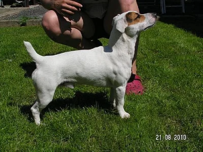Jack Russel Terier bez PP ke krytí 