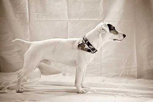 Jack Russel Terier bez PP ke krytí