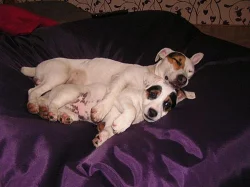 Jack Russel Terier bez PP ke krytí