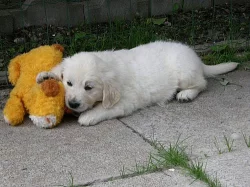 Zlatý retriever - štěňátka s PP