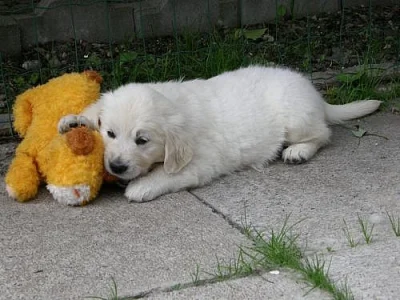 Zlatý retriever - štěňátka s PP