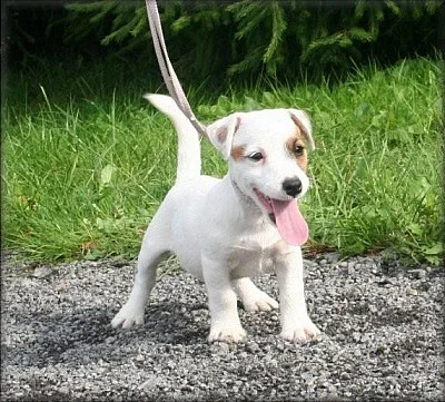 JRT