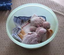 Ara červenoramenný