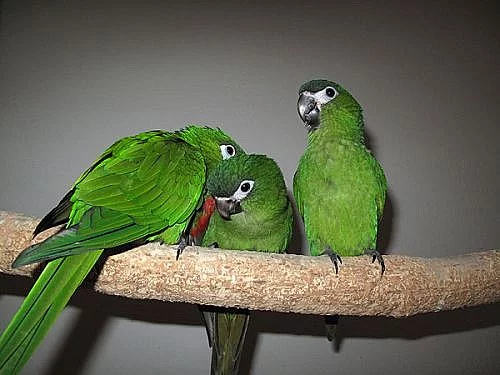 Ara červenoramenný