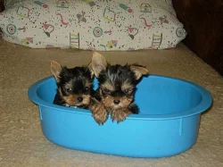 yorkšírský terier-štěnatka