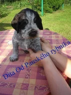 Štěňata českého fouska