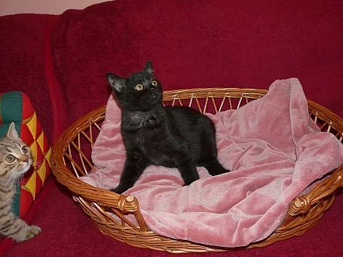 Prodáme britského,černého kocourka s PP