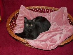 Prodáme britského,černého kocourka s PP