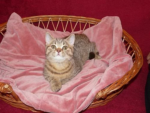 Prodám,krásného ,tečkovaného kocourka s PP