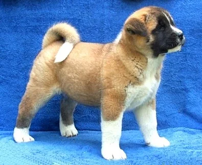 Americká Akita