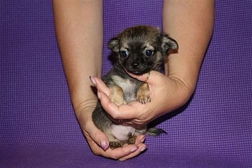 Čivava dlouhosrstá