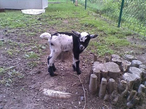 Holandská zakrslá koza