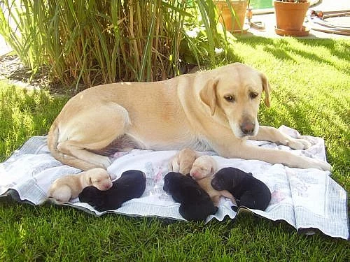 Labradorský retrívr