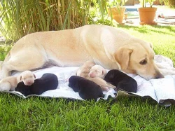 Labradorský retrívr