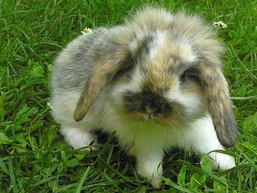 zakrslí králíčci beránci