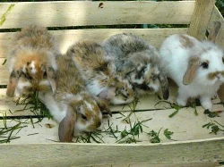zakrslí králíčci beránci