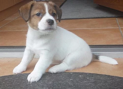 Jack Russell Teriér s PP