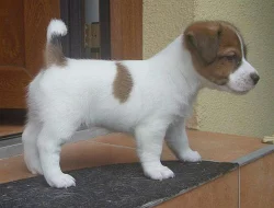 Jack Russell Teriér s PP