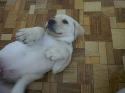 LABRADORSKÝ RETRÍVR