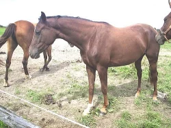 GERALDINA - ČT, tm. ryz. klisna, nar. 7.7.2007