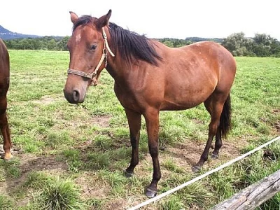 GRACEFUL MOMENT - CS, hn. kl., nar. 6.6.2008