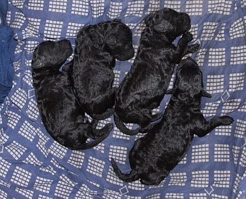 Nabízím černé trpasličí 3 nádherné kluky s PP.