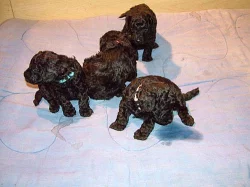 Nabízím černé trpasličí 3 nádherné kluky s PP.