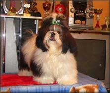 6 měsíční fenka shih - tzu