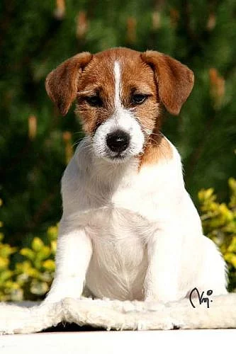 Parson Russell terrier - štěňátka