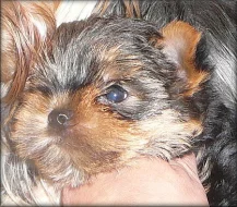 Yorkshire terrier - fenečka
