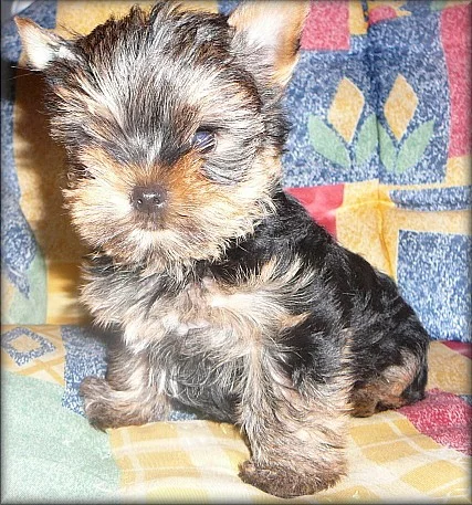 Yorkshire terrier - fenečka