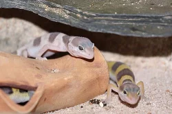 Gekončík noční (Eublepharis macularius)