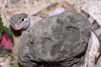 Gekončík noční (Eublepharis macularius) 