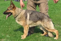 Prodám štěňata něm.ovčáků.