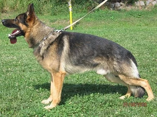 Prodám štěňata něm.ovčáků.