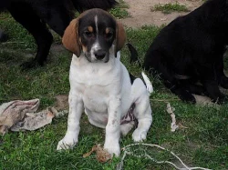 Kříženci labradora